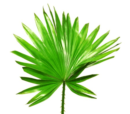 Saw palmetto ovoce v Uromexil Forte